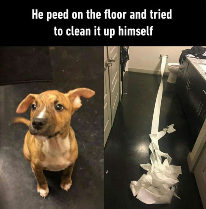 he peed on the floor and tried to clean it up himself, good guy dog