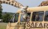 little girl feeding the giraffe at a safari