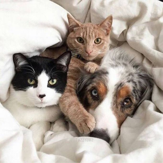 cats and dog cuddling in bed