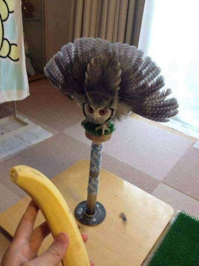 an owl's worst enemy, the banana