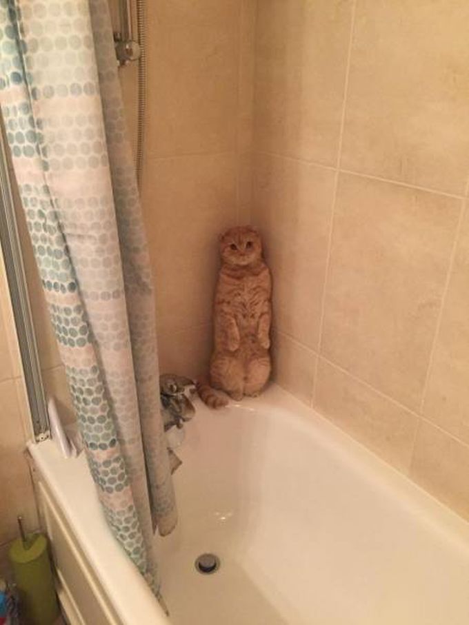 cat hiding in shower like prairie dog