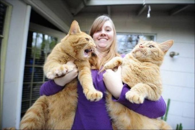 giant cats are not happy