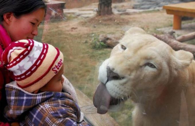 lioness trying to taste baby human