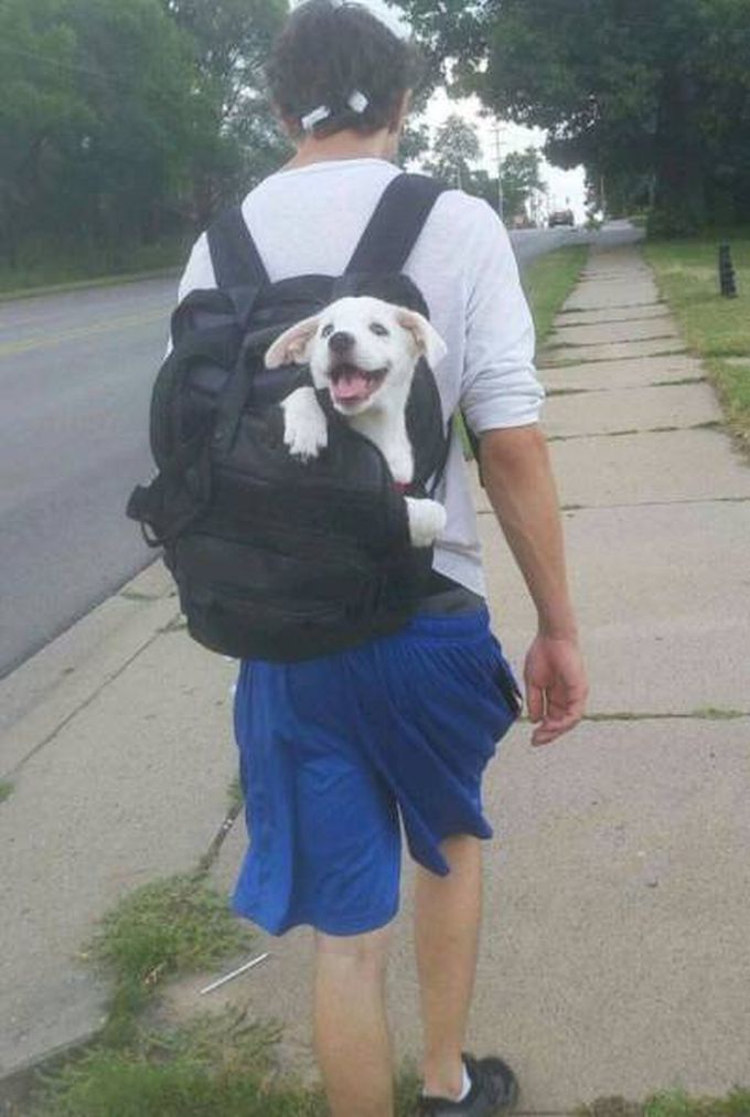 happy puppy in school bag