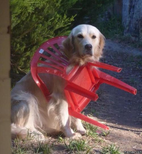 when-lawn-chairs-attack-dog-stuck-in-bar