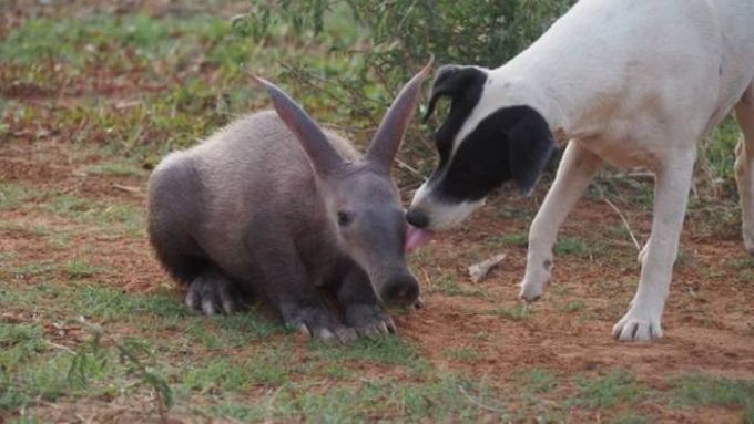 dog sniffs and ant eater