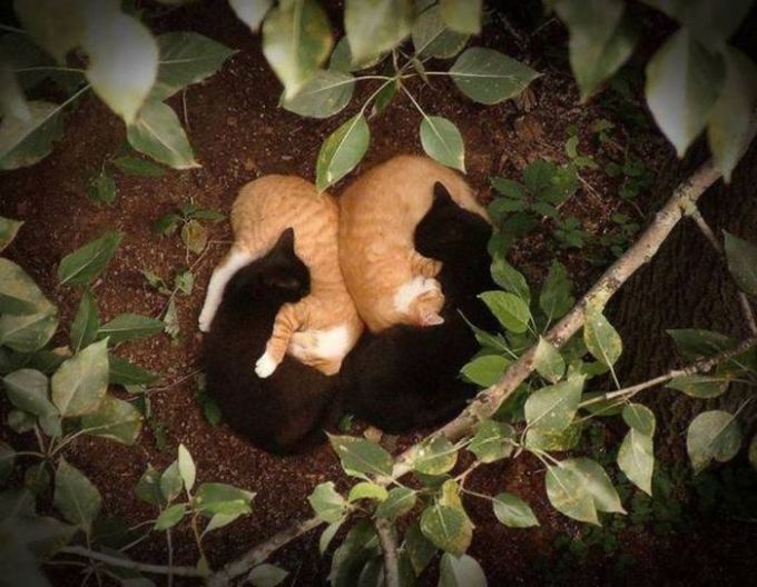 double ying yang cats in the garden