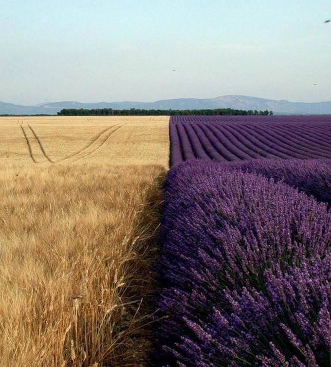 gold fields next to purple fields