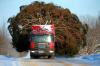 truck carrying giant tree