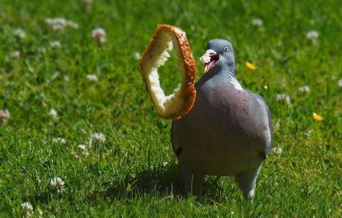 pigeon crazy for bread