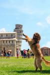 dog leaning against the leaning tower of pisa