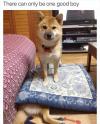 there can only be one good boy, doge standing on pillow on top of other doge