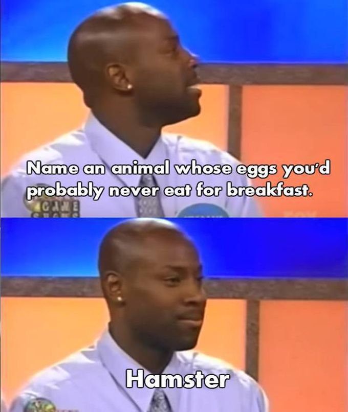 name an animal whose eggs you'd probably never eat for breakfast, hamster, family feud, fail
