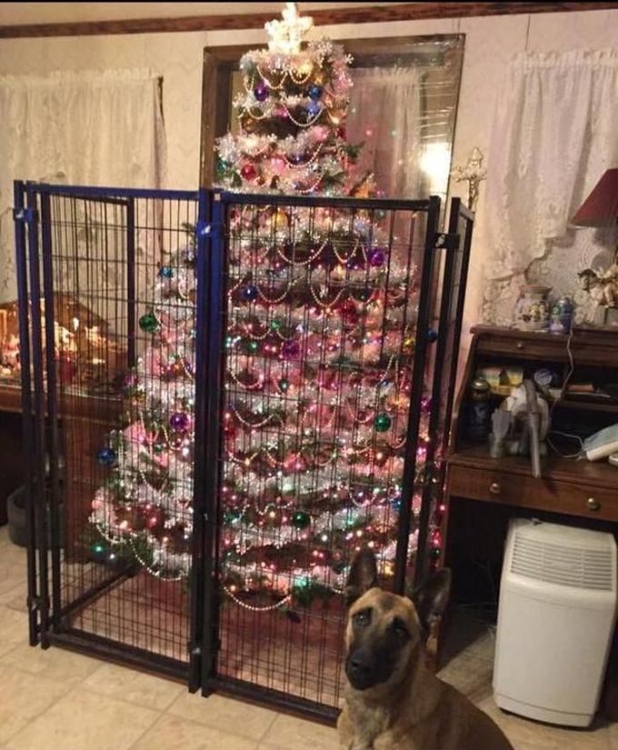protecting your tree from your pet with a cage