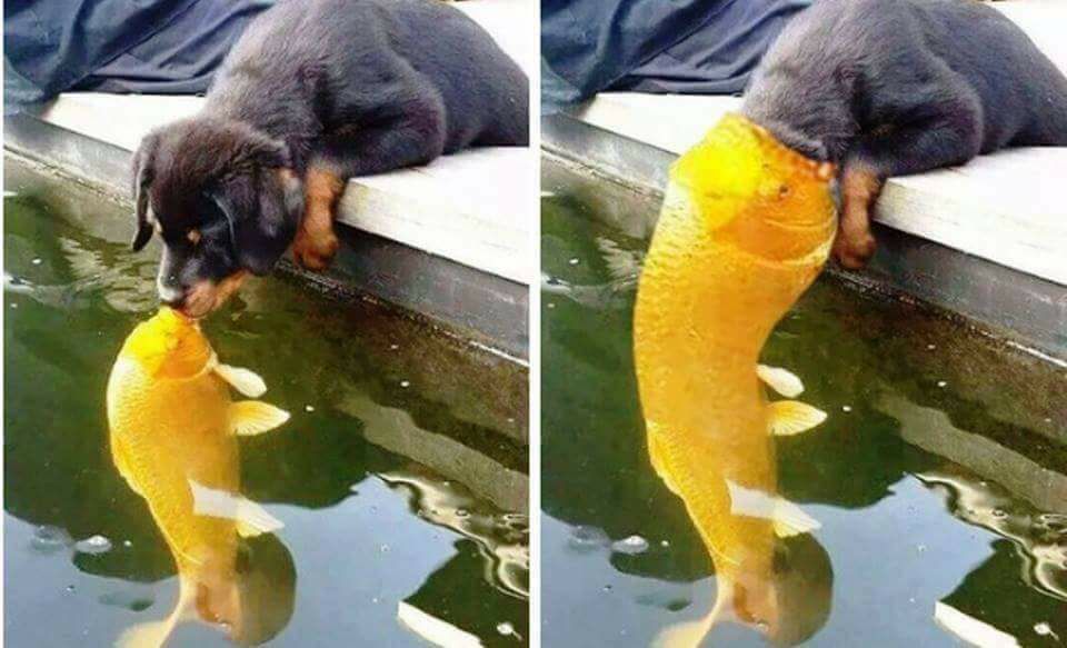 puppy face swallowed by goldfish