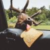 moose licking bread inside car window