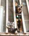 dog and cat share a balcony view