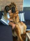 big dog on girl's lap