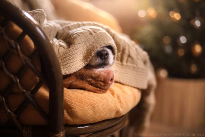 dog noses sticking out of blanket