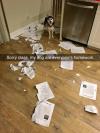sorry class, my dog ate everyone's homework