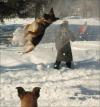 dog getting air in snow fight