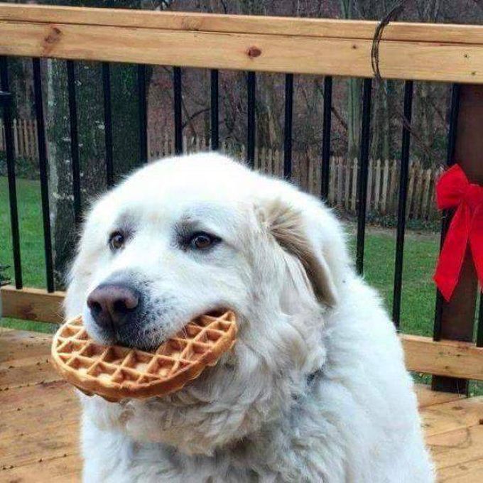 this dog with a waffle is the definition of happiness