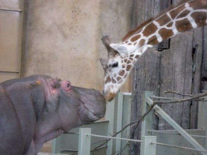 giraffe bumping nose with hippopotamus