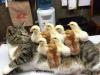 you'll be covered in chicks they said, it'll be fun they said, surprised cat with 9 chicks on him