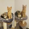 kittens to cats then and now