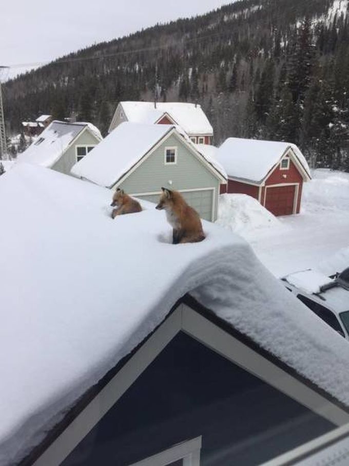 where does the fox stay?, on your roof