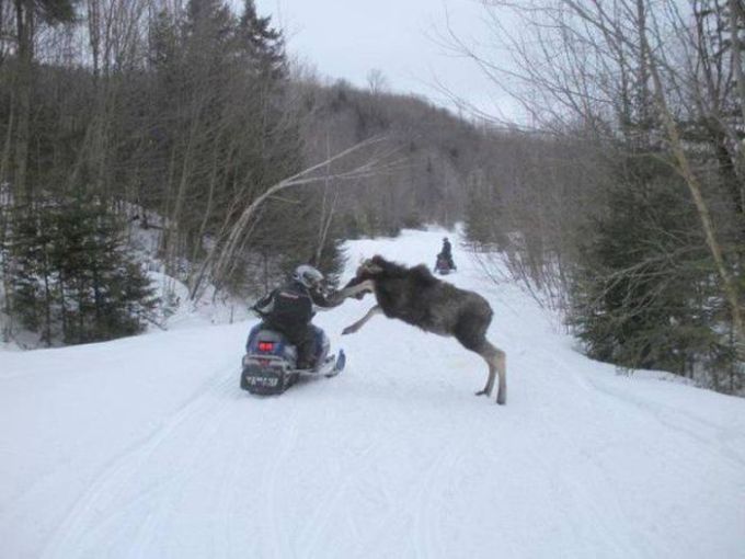 snowmobiler attacked by caribou moose wolf