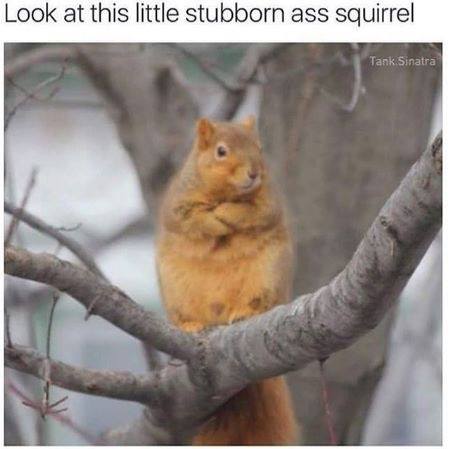 look at this little stubborn ass squirrel