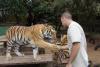 man shaking hands with a tiger