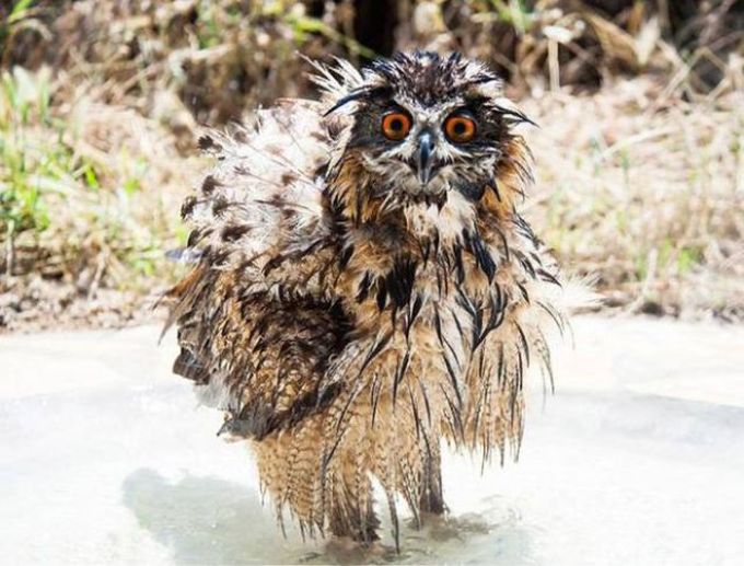 wet owl does not look serene