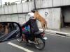 dog riding backseat of motorcycle, wtf