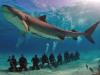 giant shark over scubadivers