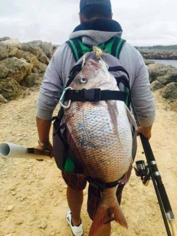 guy hikes with giant catch, huge fish