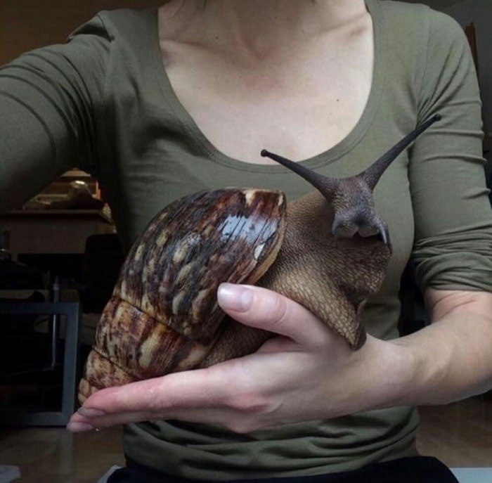 what kind of rabbit is this, giant snail