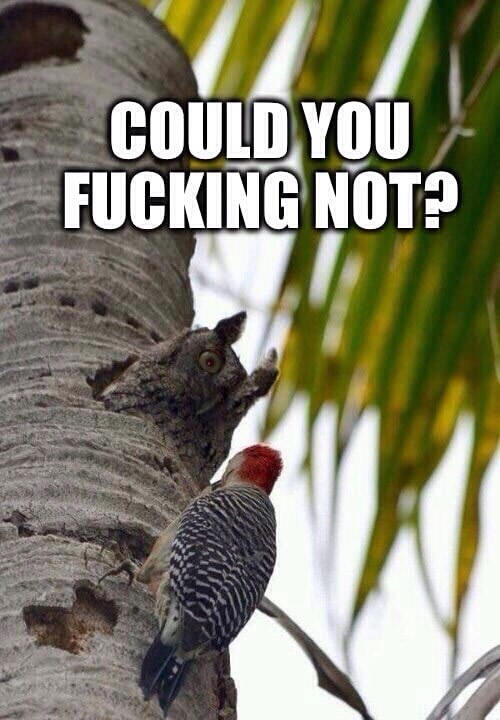 could you fucking not?, owl staring down wood pecker, meme