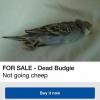 for sale, dead budgie, not going cheep