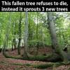 this fallen tree refuses to die, instead it sports 3 new trees