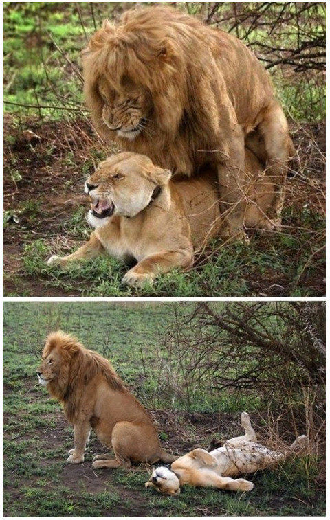 the lion gets the job done, female lion laying on back after mating