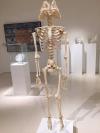 here is a skeleton representing what's inside half of the american voting population