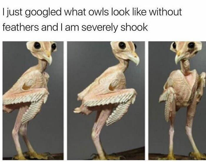 i just google what owls look like without features and i am severely shook