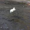 does this really bother anyone else?, white cat laying on wet mud