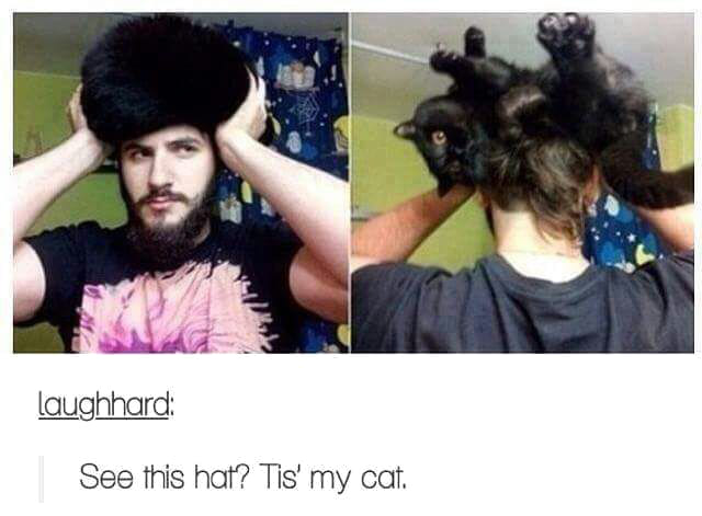 see this hat, tis my cat
