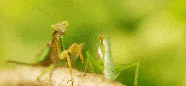 this is sparta, reenacted by praying mantii