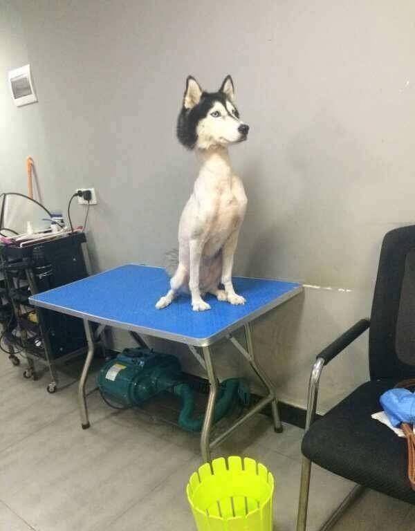 ever wondered what a shaved husky looks like?