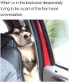 when your in the backseat desperately trying to be a part of the front seat conversation, dog in car