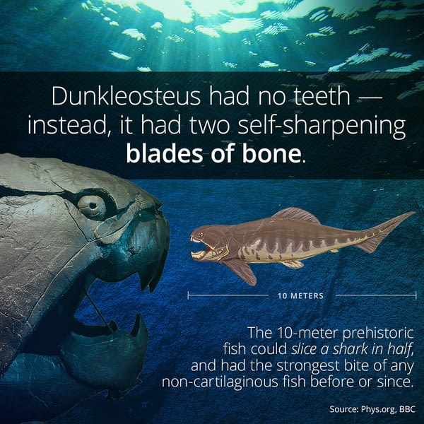 dunkleosteus had no teeth, instead it has two self-sharpening blades of bone, the 10 meter prehistoric fish could slice a shark in half, and had the strongest bite of any non-cartilaginous fish before or since